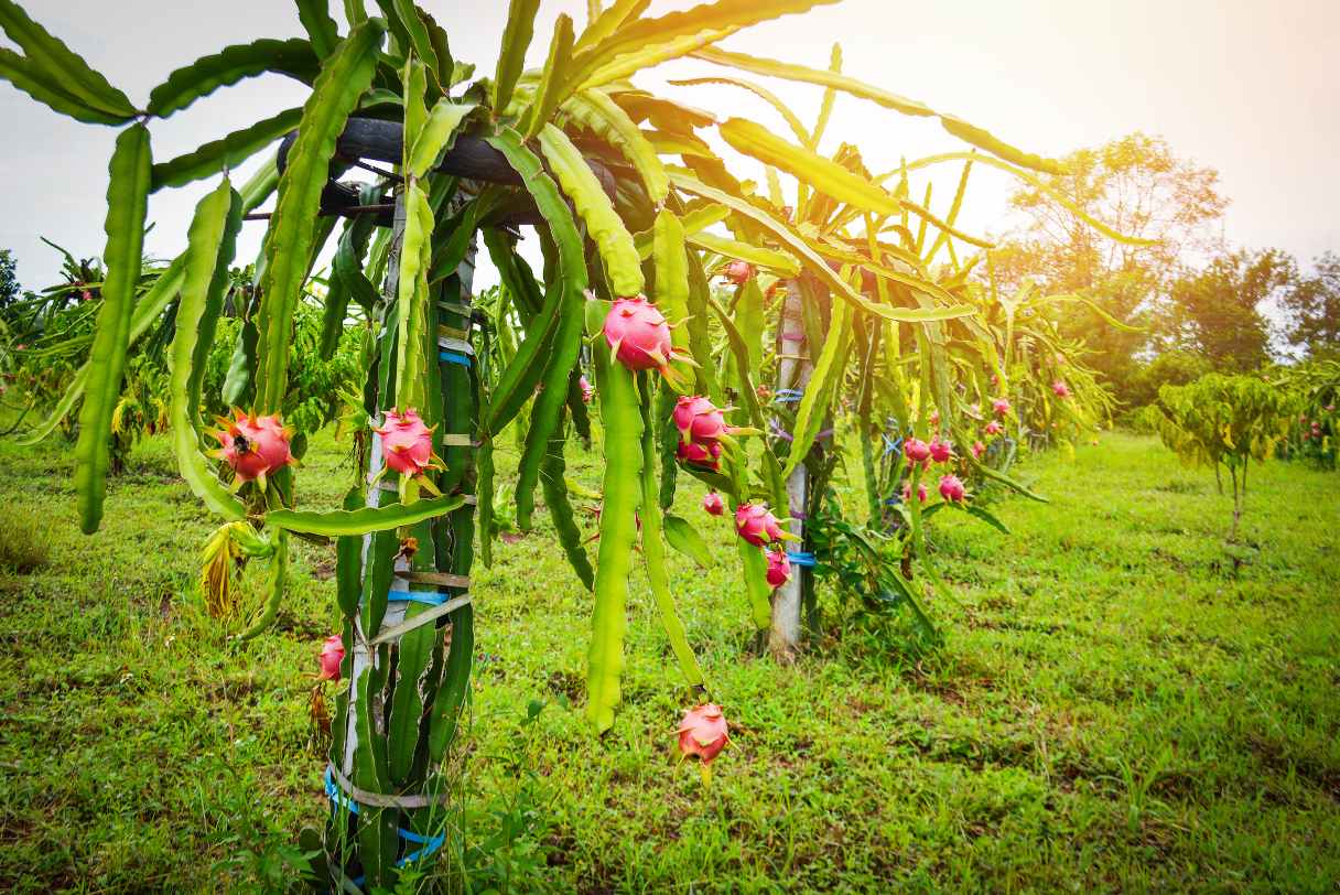 Kebun Buah Terdekat